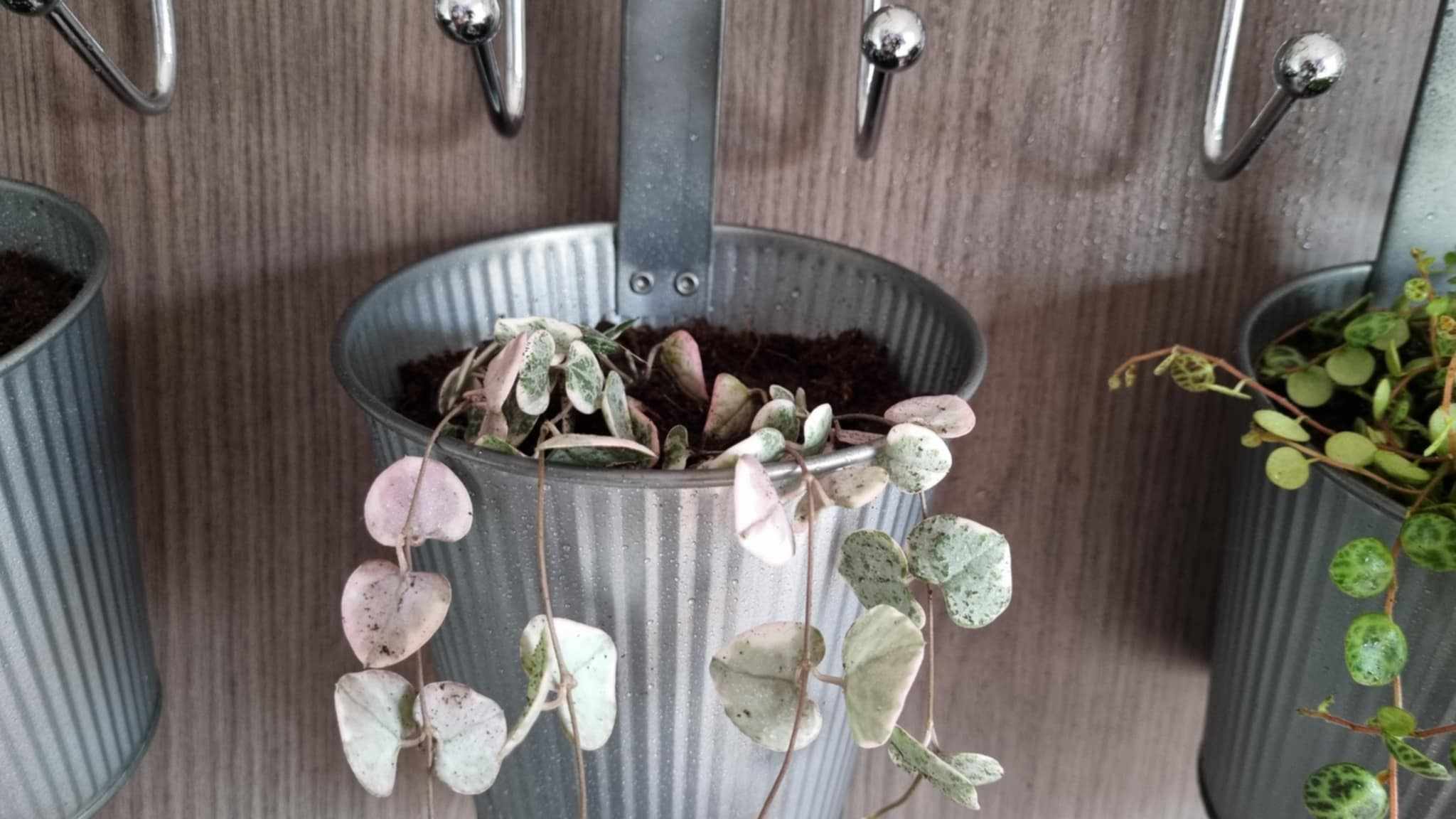 Ceropegia Woodii Variegata Image 2